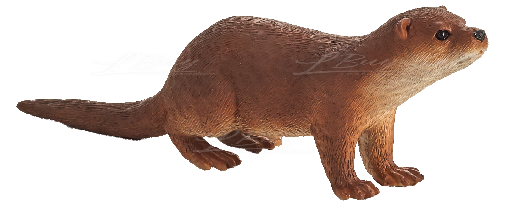 Common Otter